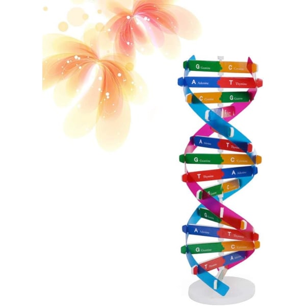 2 stk. Børns DNA-modelbyggesæt Dobbelt Helix-gener DNA-modeller