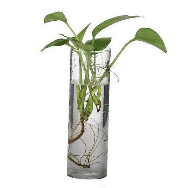 Cylinder Glas Väggvas Flaskvaser för Växt Blomma Hem Rum Dekoration A