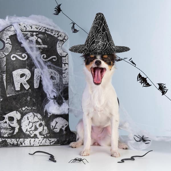 Docka Häxhatt för dekoration Halloweenfest Husdjurstillbehör A