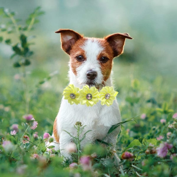 10 stk Hund Sløyfe Hund Blomster Halsbånd Diamant Hund Tilbehør Kjæledyr