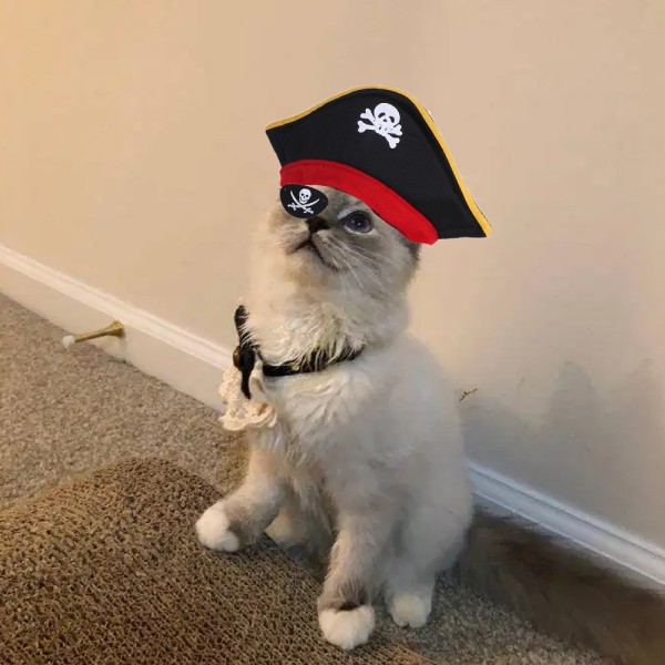 Pirat hund Katt kostyme dress Halloween morsomme kjæledyr klær