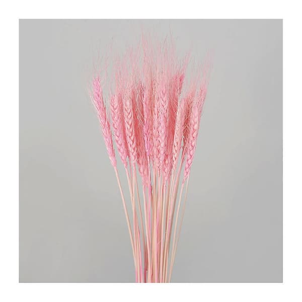 30 st torkat litet pampasgräs Phragmites Communis Bröllopsblomsterbukett 70 cm hög för heminredning A