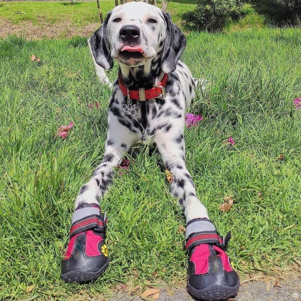 Vedenpitävät koirien kengät, joissa on heijastavat nauhat