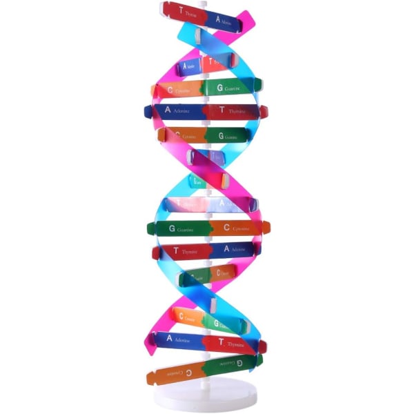 DNA-modeller Double Helix Model Components Science Educational