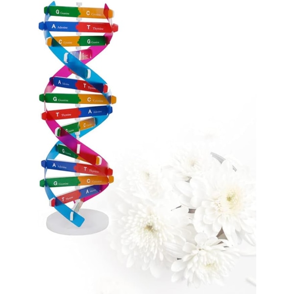 2 stk. Børns DNA-modelbyggesæt Dobbelt Helix-gener DNA-modeller