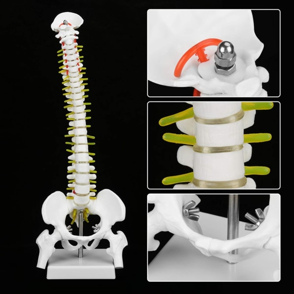 Biologisk modell 45cm Anatomisk flexibel mänsklig ryggrad ryggrads ländkurva modell anatomi ryggrad medicinskt undervisningsverktyg