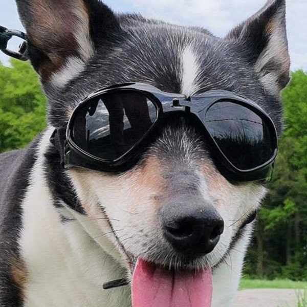 Hundesolbriller, justerbar strop til UV-solbriller, vandtæt