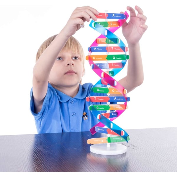 DNA-modeller Double Helix Model Components Science Educational