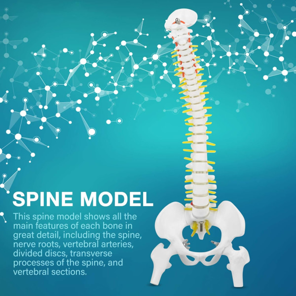 Biologisk model 45cm anatomisk fleksibel menneskelig rygsøjle spinal lændehvirvel kurve model anatomi rygsøjle medicinsk undervisningsværktøj