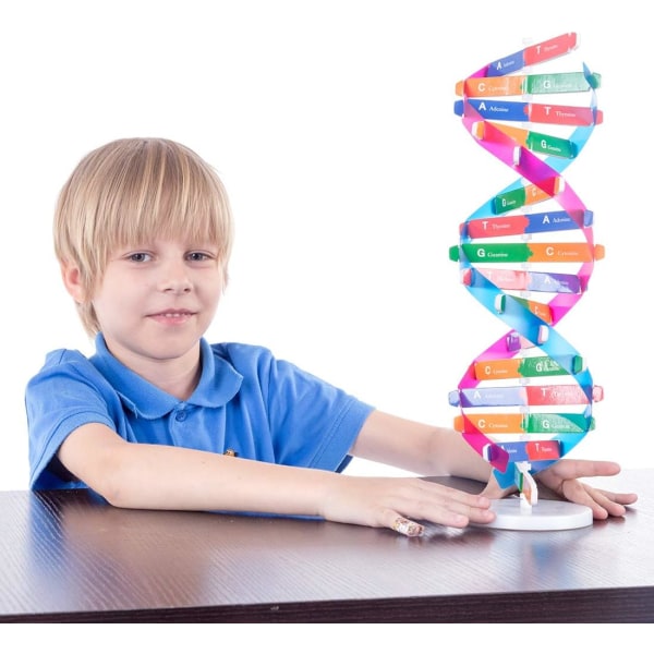 DNA-mallit Double Helix -mallin komponentit Tiedeopetus