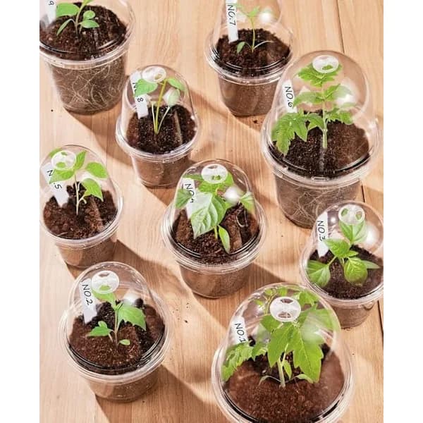 10-pack Transparenta Isolerade Odlingskrukor med Lock - Plastfrökrukor för Blommor & Växter transparent