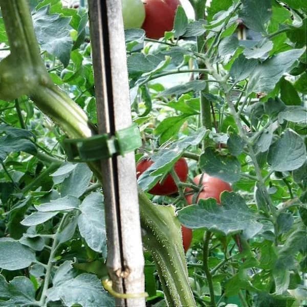 200 st växtklämmor, tomatklämmor, spaljéklämmor, för gurkblommor, squash, vinrankor