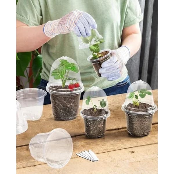 10-pack Transparenta Isolerade Odlingskrukor med Lock - Plastfrökrukor för Blommor & Växter transparent