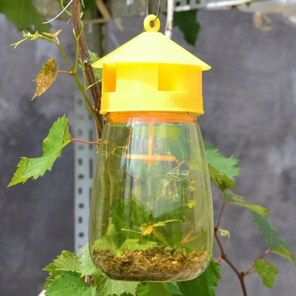 IC felle fruktstativ melon frukt insekter fruktflue bie armyworm kl Gul