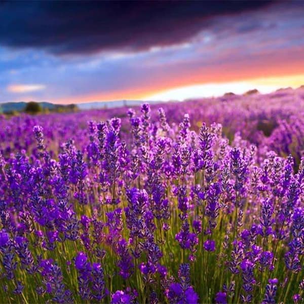 12 pcs Lavender Sachets for Fragrant Drawers, Cabinets and Natural Moth Repellent Gift