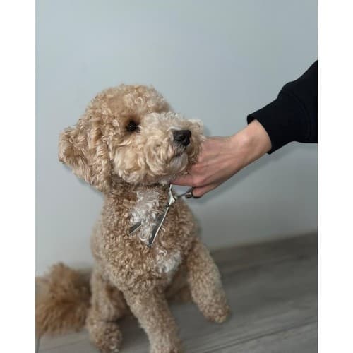 Hundeklippersett - Saks for hunder