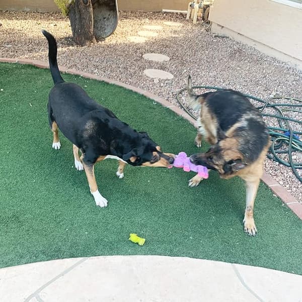 1-pack Hundleksaker Hund Plyschleksaker Sortiment Värdepaket Hundpip