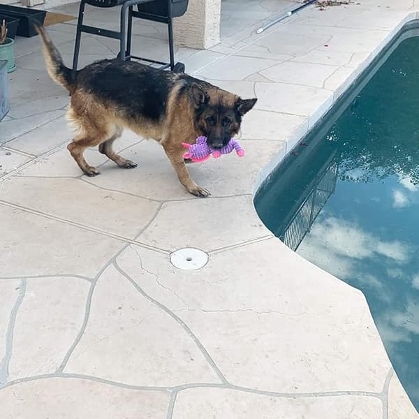 1-pack Hundleksaker Hund Plyschleksaker Sortiment Värdepaket Hundpip