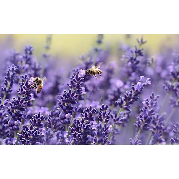 Äkta Lavendelpåsar, Handfyllda Med Naturlig Torkad Lavendel, Avkopplande & Lugnande Effekt För Bröllopskonfetti Eller Hemdoft