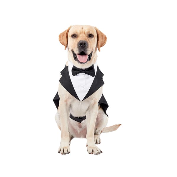 Formell hundsmoking, huvudduk, bröllopskjorta, slips, elegant klädsel