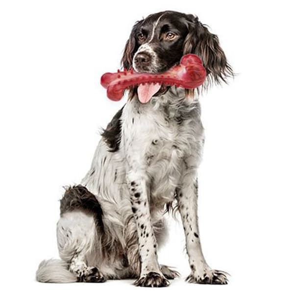 1 stk. hundelegetøj, ben hundetyggebørste, bideresistent gummitænder