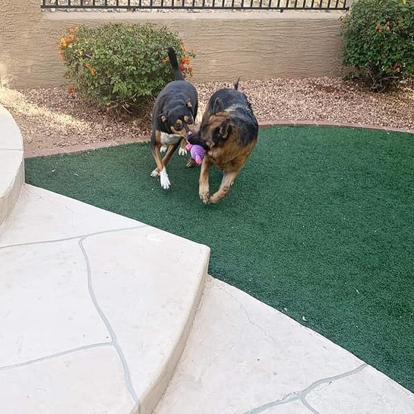 1-pack Hundleksaker Hund Plyschleksaker Sortiment Värdepaket Hundpip