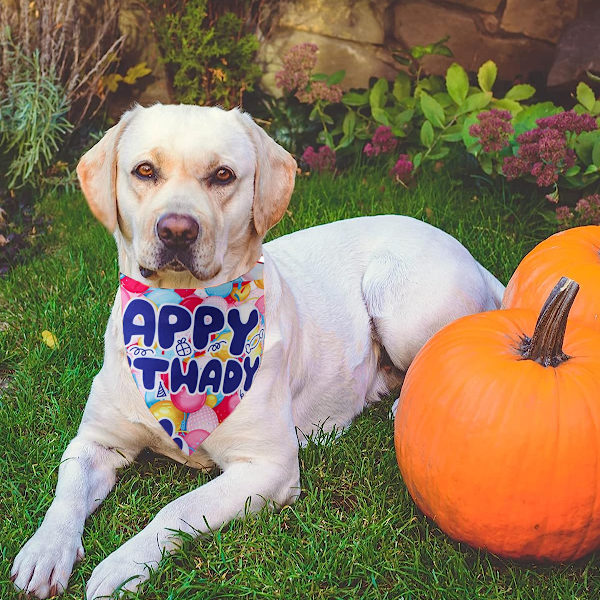 Dog outlet birthday bandana