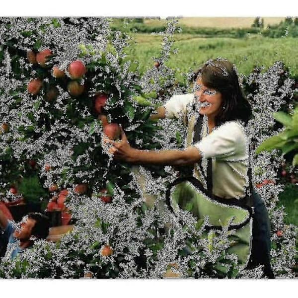 Fruktplukkingspose Frukthage Plukkingspose Plukkeforkle
