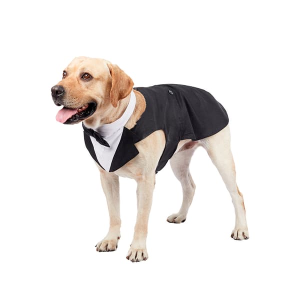 Formell hundsmoking, huvudduk, bröllopskjorta, slips, elegant klädsel