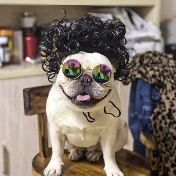 Sjov hund kat cosplay paryk, kæledyrskostumer, kattekostume til Halloween