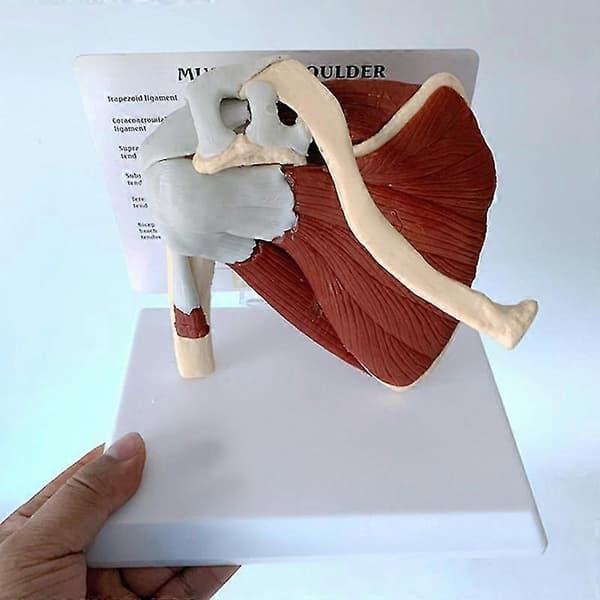Olkapään Lapaluun Solisluun Functaali Ligamentti Opetusväline