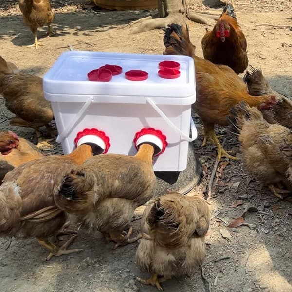 Chicken Feeder, Automatic Chicken Feeder, 4 Port DIY Gravity Feeder Kit for Buckets Barrels Boxes..DEBUNS