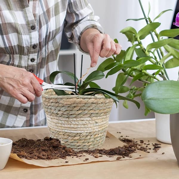 Set med 3 växtkorgar, blomkorg, vävd, gammal sjögräskorg, handvävd