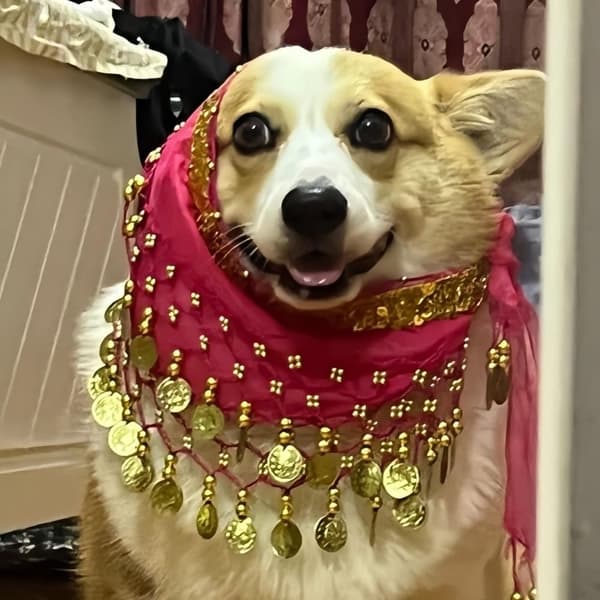 Hundenederdel med pailletter – Mavedanserkostume til hunde
