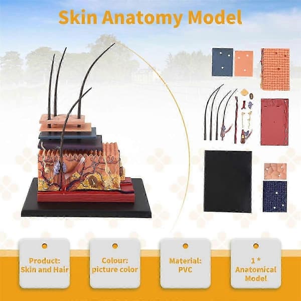 4D Menneskelig Hudmodel Hårorgan Samlepuslespil Model Undervisningsmodel Mannequin Videnskabelig Anatomisk Model js