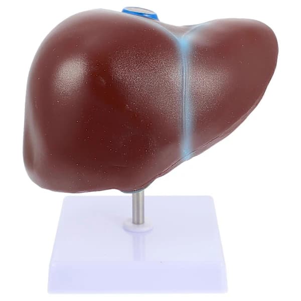 Educational Human Liver Training Tool with Excellent Durability Brown 19X16X11CM