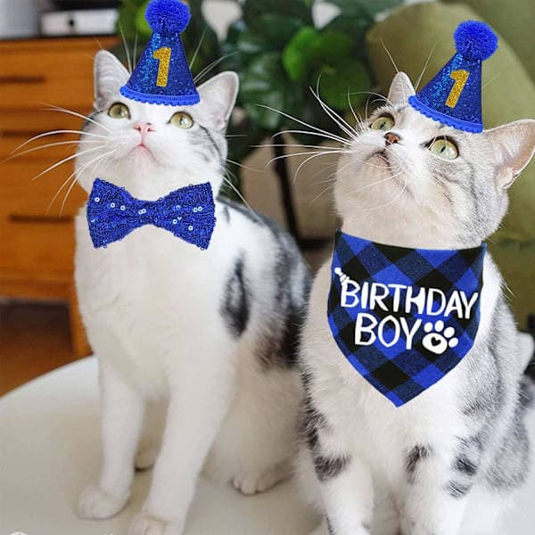 Cat Birthday Decorations, Cat Hat with Digital Scarf, Tie, Kitten Clothes, Birthday Outfits