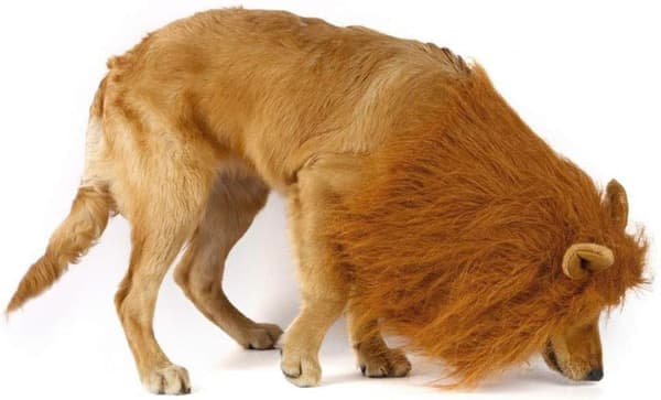 Løvemankostume til mellemstore til store hunde og katte, justerbart