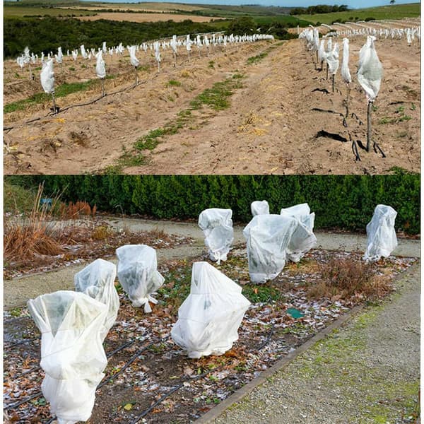 Plant Winter Protection 240x200 cm Adjustable with Zipper and Drawstring Compatible with Palm Trees