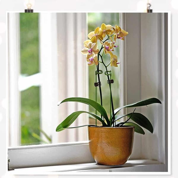 Klätterväxtstöd för Orkidéer - 30cm, med Stödring, He