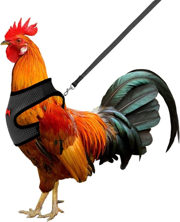Adjustable Chicken Harness with Elastic Leash Comfortable and Breathable Pet Duck, Goose Hen Sharp Walk Size M