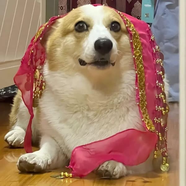 Hundenederdel med pailletter – Mavedanserkostume til hunde