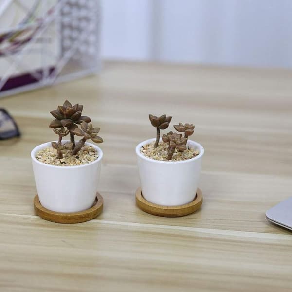 6,5 CM Potter for Succulents Cactus Plants Mini Flower Pots Base