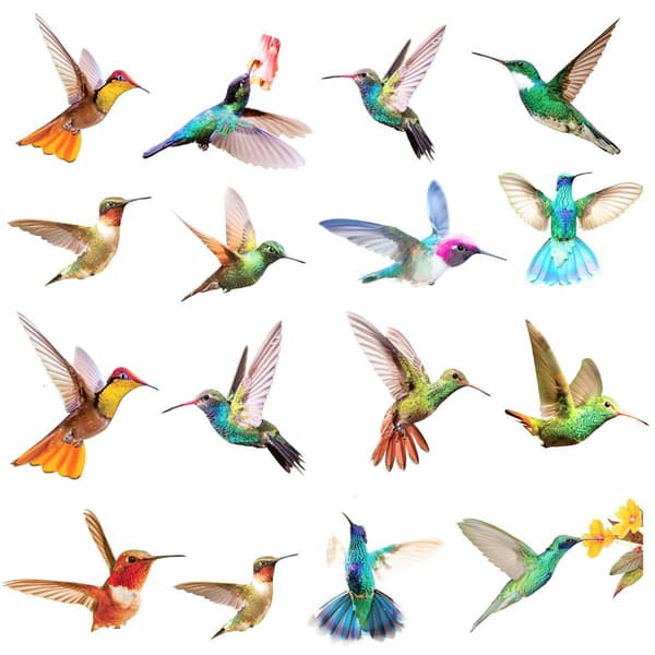 Garden Bird Wall Decals for Kids, Removable and Self-Adhesive, KLB