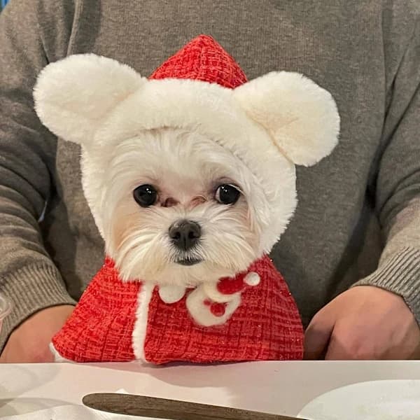Julekappe til hund med hætte, hundesweater, julekappe til kæledyr med ører, hætte og hagesmæk