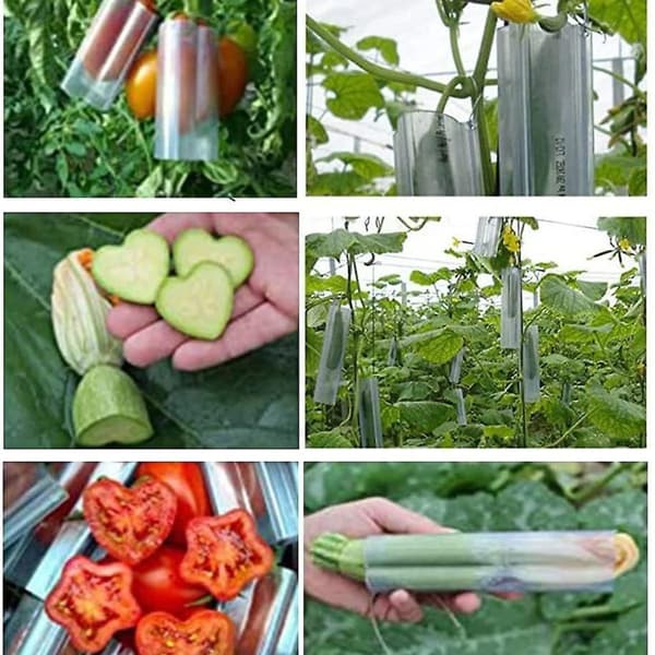 4-pack Cucumber Mold Transparent Vegetable Fruit Plant Mold Growth Observation