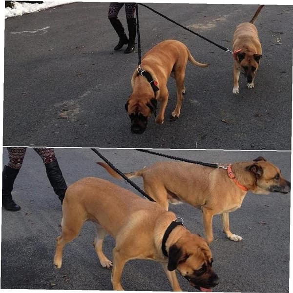 Dobbelt hundesnor hundedeler justerbar snor ingen sammenfiltring til (2 sorte hunde)