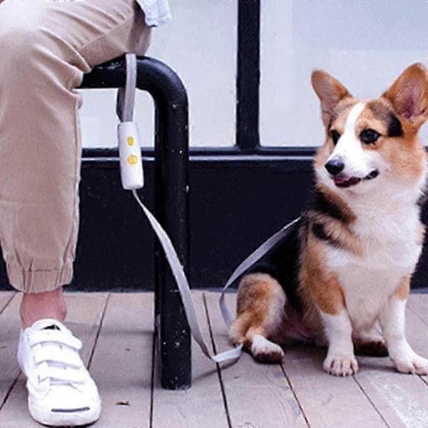 Powerful dog leash with comfortable handle and highly reflective rope