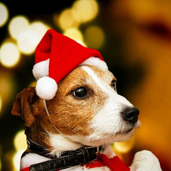 Julekostume til kæledyr, 4-delt julemandshuesæt til hunde og katte, julemandshue, kattekostume til jul