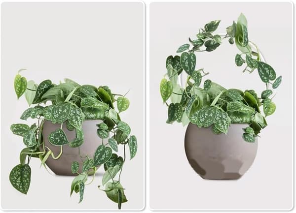 Sæt med 2 akrylstativer til klatreplanter og slyngplanter